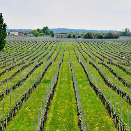 Bed & Breakfast Il Vigneto 3*