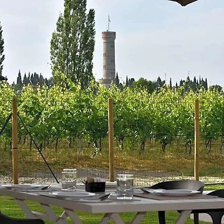 Il Vigneto
