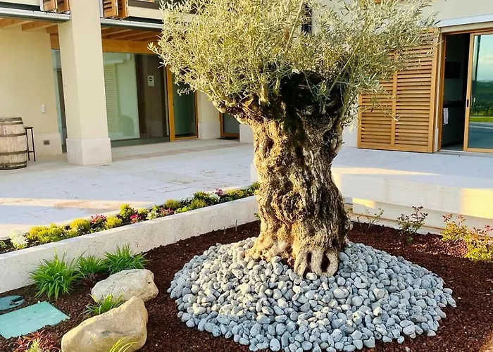 Bed & Breakfast Il Vigneto 3*